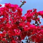 Mourillon Village ! mourillon village